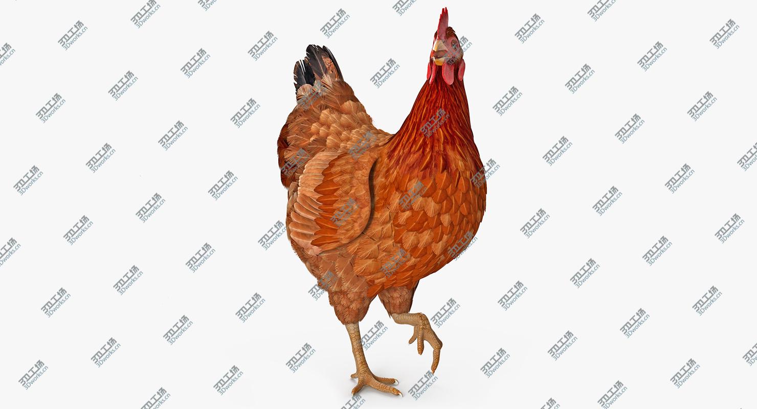 images/goods_img/2021040162/Brown Chicken Rigged for Cinema 4D 3D model/4.jpg